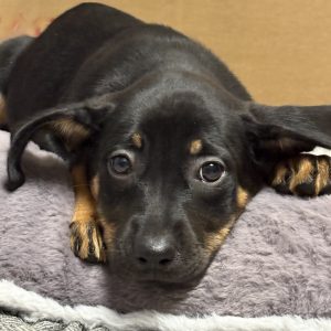 Picture of Pretzel