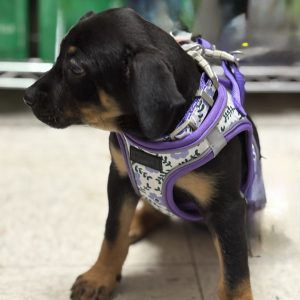 Picture of Pretzel