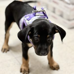 Picture of Pretzel