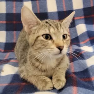 Picture of Rescue