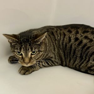 Picture of Roscoe