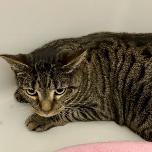 Picture of Roscoe