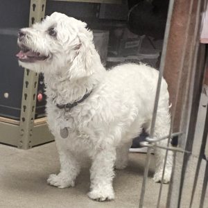 Picture of Rowdy