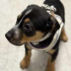 Picture of Taki