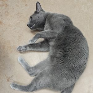 Picture of Tig