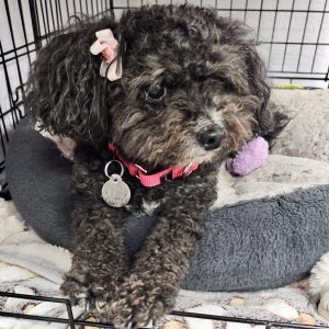 Picture of Tilli