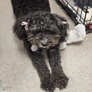 Picture of Tilli