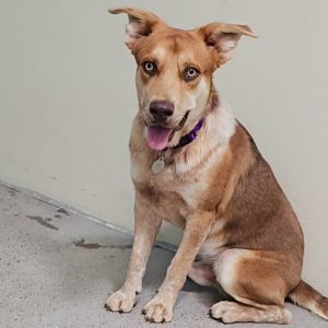 Picture of Turbo