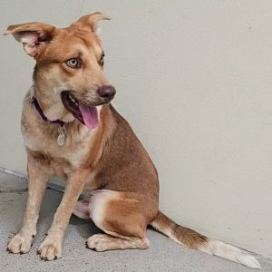 Picture of Turbo