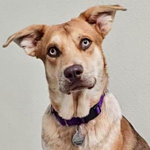 Picture of Turbo