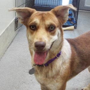 Picture of Turbo