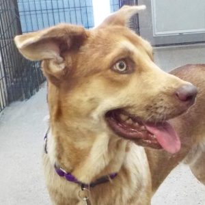 Picture of Turbo