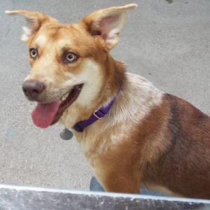 Picture of Turbo