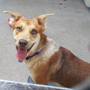Picture of Turbo