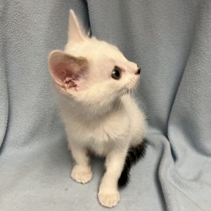 Picture of Wedge