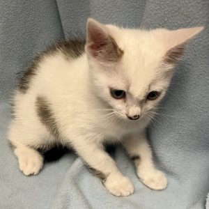 Picture of Wedge