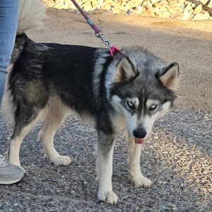 Picture of Aspen