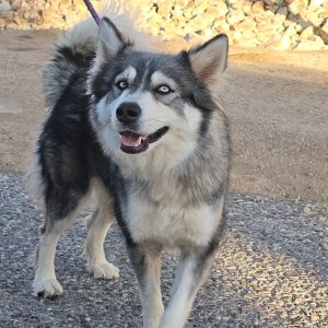 Picture of Aspen