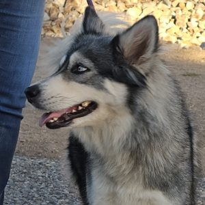 Picture of Aspen