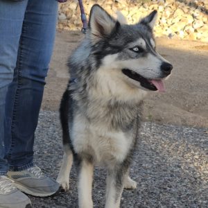 Picture of Aspen