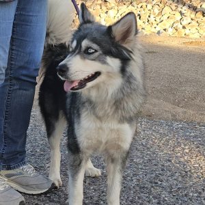 Picture of Aspen