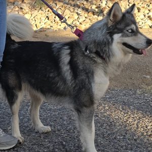 Picture of Aspen