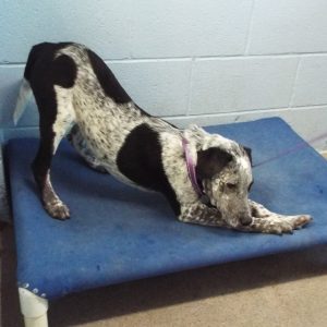 Picture of Casper