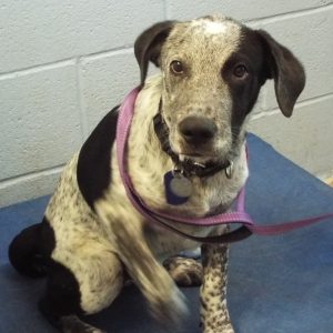 Picture of Casper