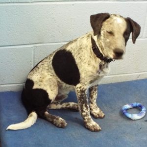 Picture of Casper