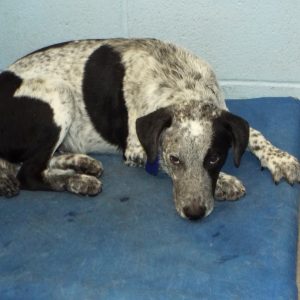 Picture of Casper