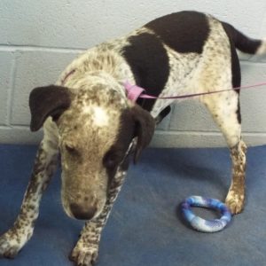 Picture of Casper