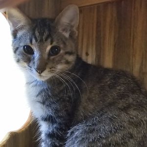 Picture of Harper