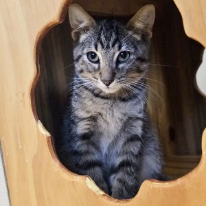 Picture of Harper