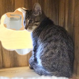 Picture of Harper