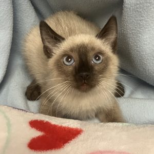 Picture of Ivory