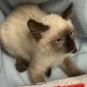 Picture of Ivory