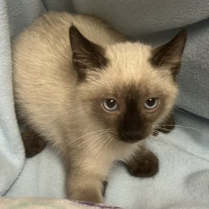 Picture of Ivory
