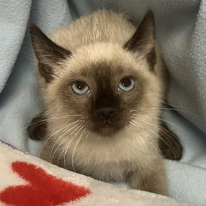 Picture of Ivory
