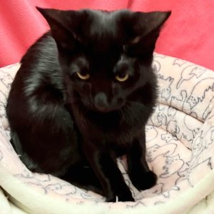 Picture of Jelly Belly