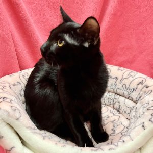 Picture of Jelly Belly