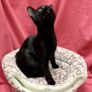 Picture of Jelly Belly