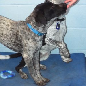 Picture of Kelpie
