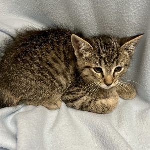 Picture of Levi