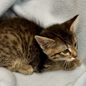Picture of Lucky