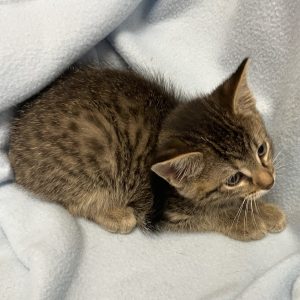 Picture of Lucky