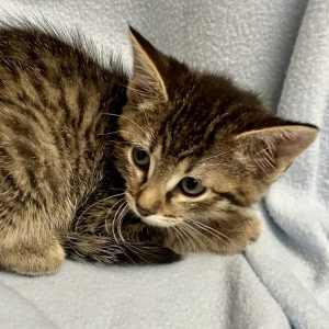 Picture of Lucky