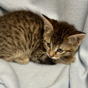 Picture of Lucky