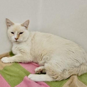 Picture of Meow