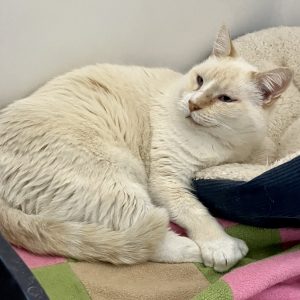 Picture of Meow