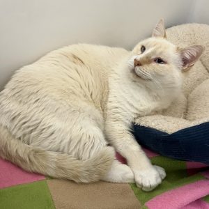 Picture of Meow